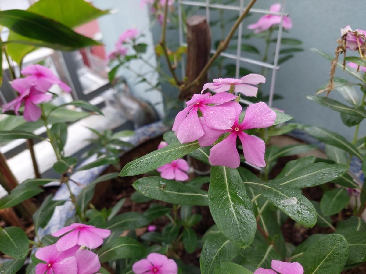 Alley Homestay Hanoi Esterno foto